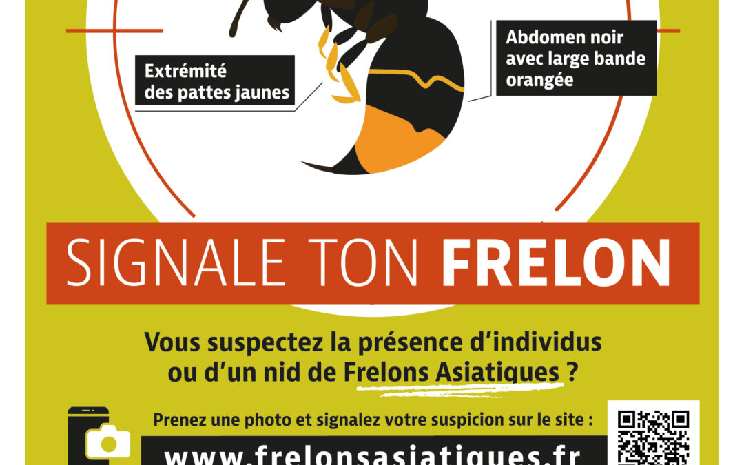 Frelons asiatiques : Une menace pour la biodiversité et la santé